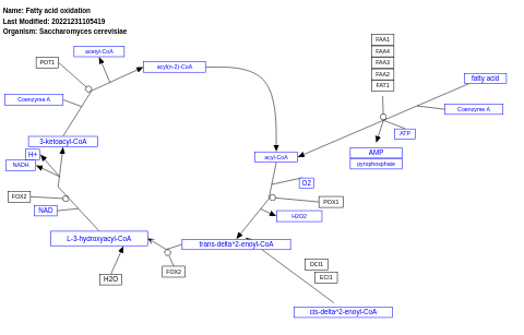 Fatty acid oxidation