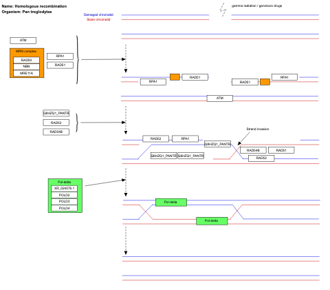 Homologous recombination