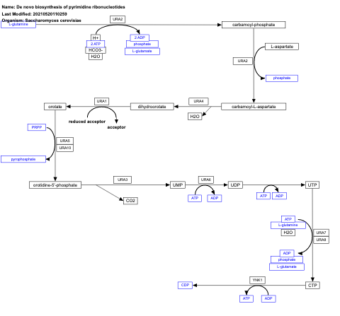 De novo biosynthesis of pyrimidine ribonucleotides