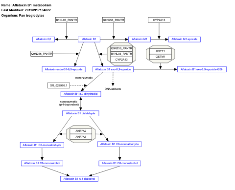 Aflatoxin B1 metabolism