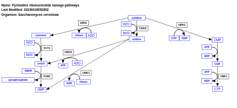 Pyrimidine ribonucleotide salvage pathways