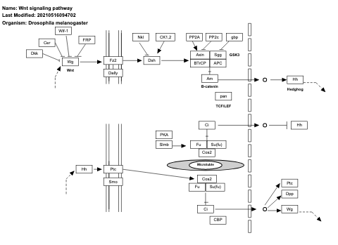 Wnt signaling pathway