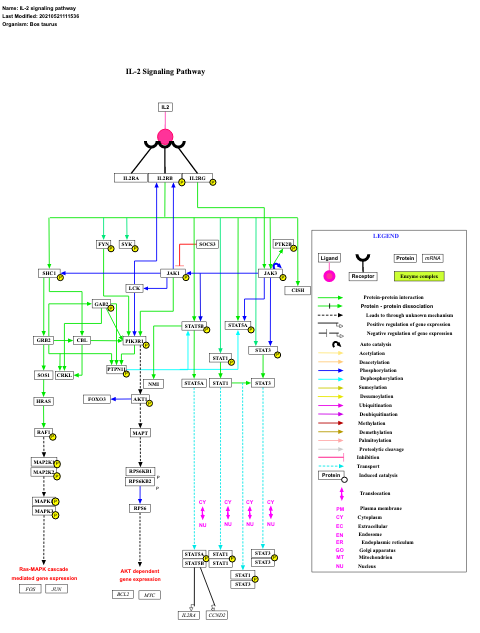 IL-2 signaling pathway
