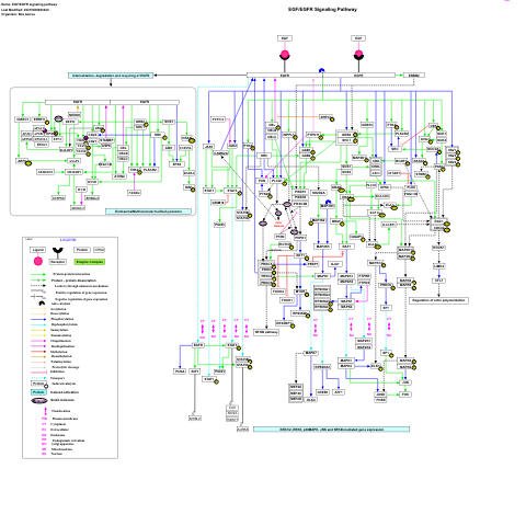 EGF/EGFR signaling pathway