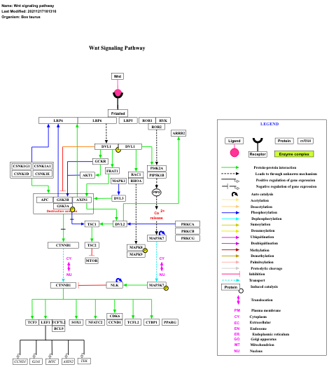 Wnt signaling pathway