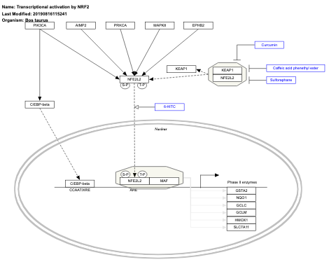 Transcriptional activation by NRF2