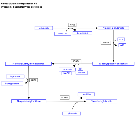 Glutamate degradation VIII