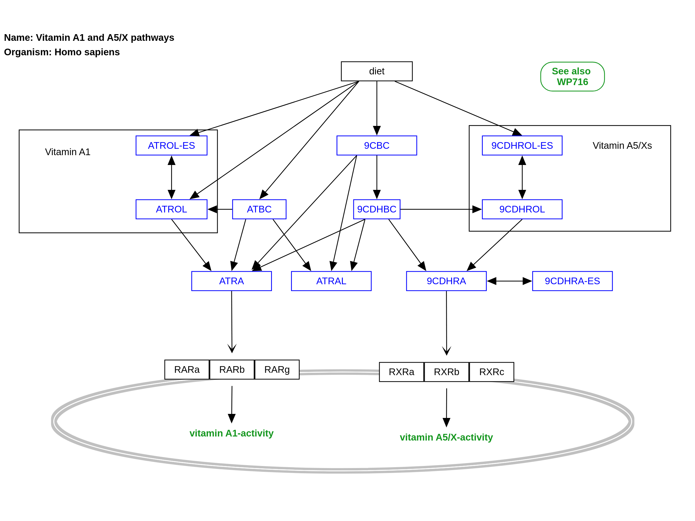 Vitamin A1 and A5/X pathways