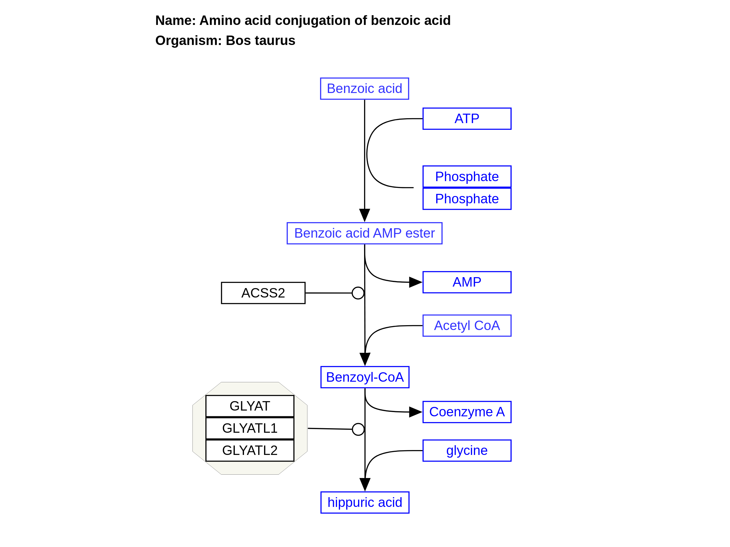 Amino acid conjugation of benzoic acid