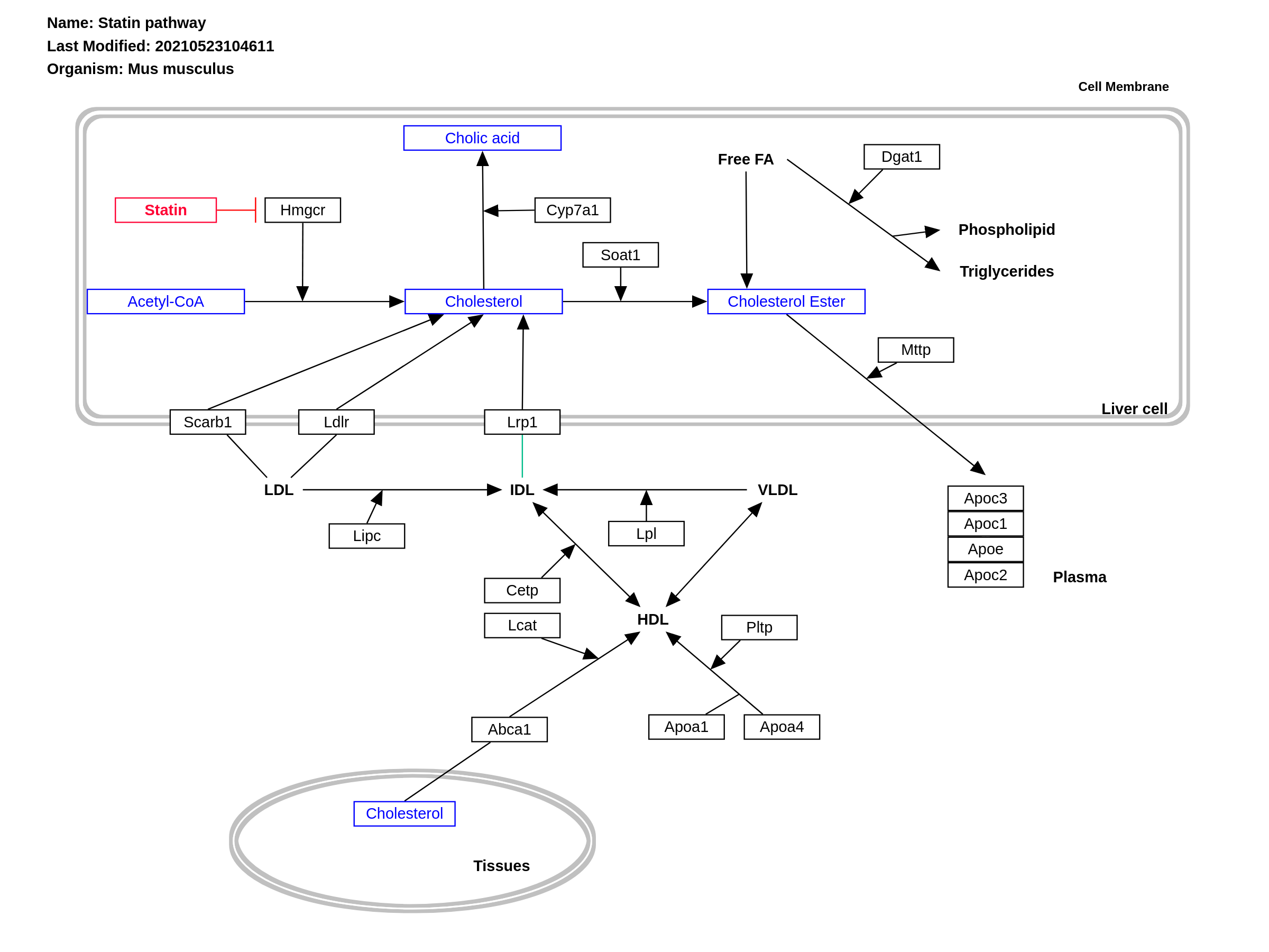 Statin pathway