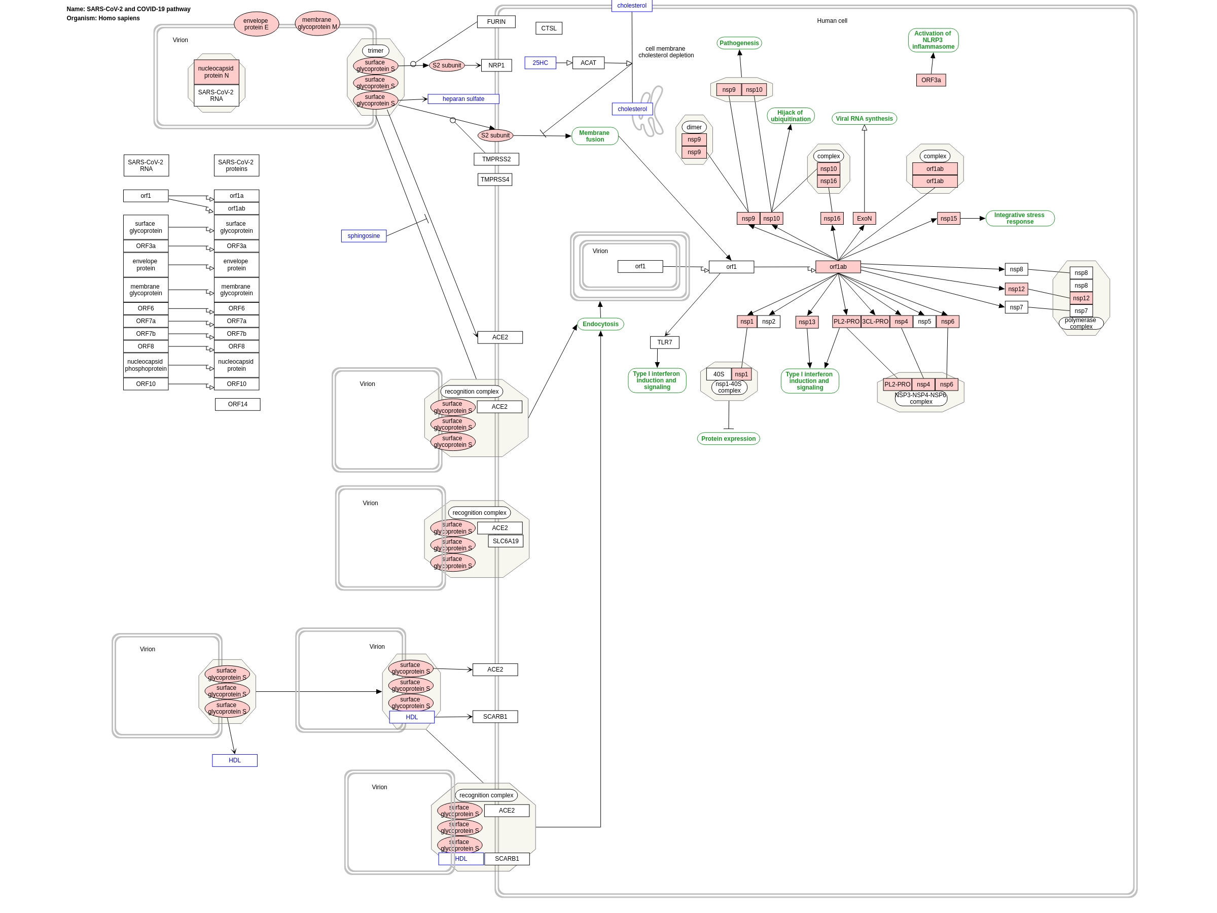 SARS-CoV-2 and COVID-19 pathway